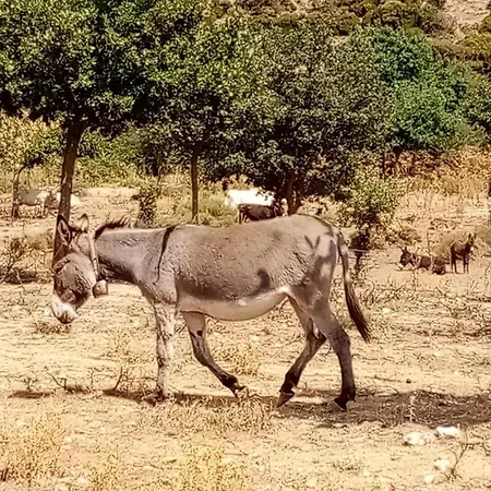 Sardinian Enjoy Stintino With Your Pets ! *