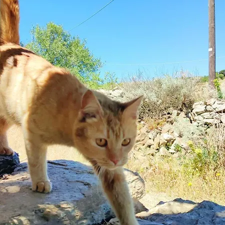 Sardinian Enjoy Stintino With Your Pets ! *